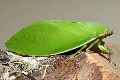 Rare Bladder Cicada