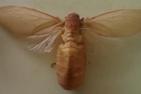 Bladder Cicada
