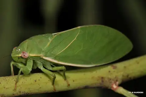Lesser Bladder Cicada