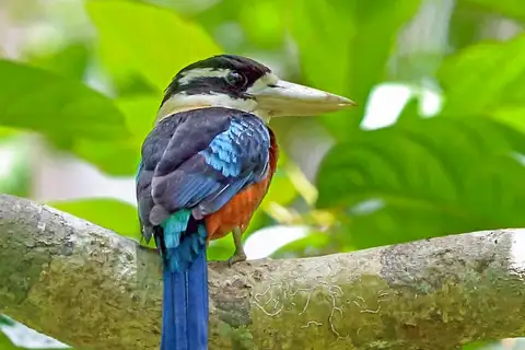 Rufous-bellied Kookaburra