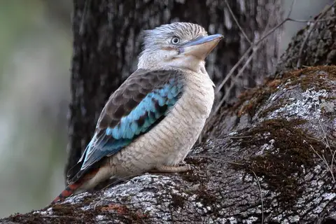 Blue-winged Kookaburra