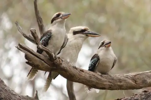 Laughing Kookaburra