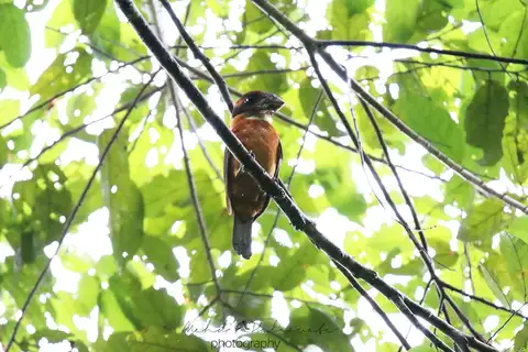 Shovel-billed Kookaburra