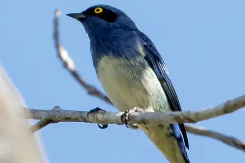 White-bellied Dacnis