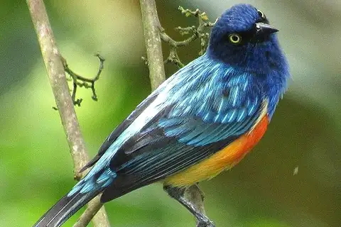 Scarlet-breasted Dacnis