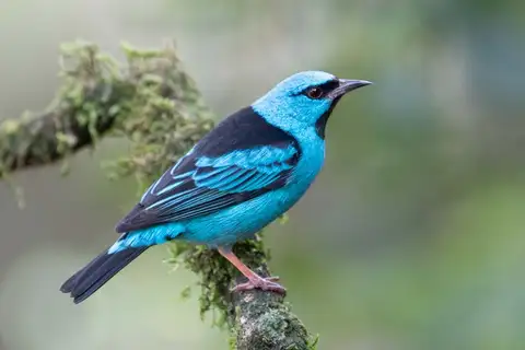 Blue Dacnis