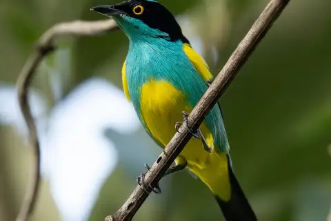 Yellow-tufted Dacnis