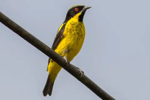 Yellow-bellied Dacnis