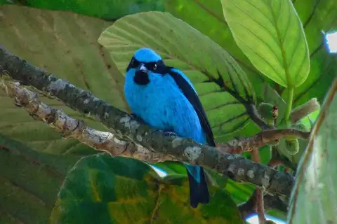 Turquoise Dacnis