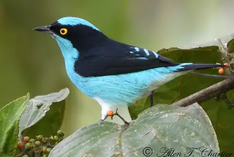 Black-faced Dacnis