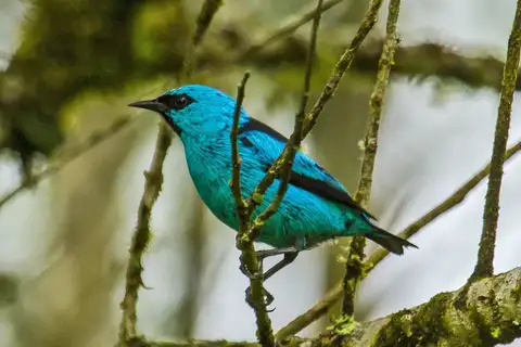 Black-legged Dacnis