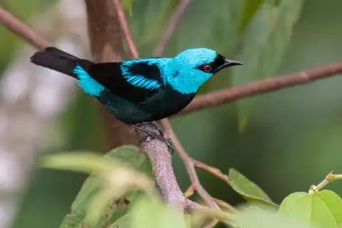 Scarlet-thighed Dacnis
