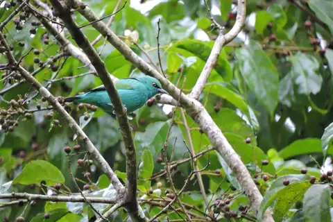 Viridian Dacnis