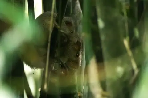 Bolivian Bamboo Rat