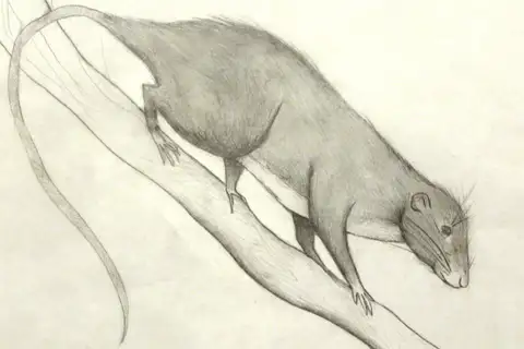 Amazon Bamboo Rat