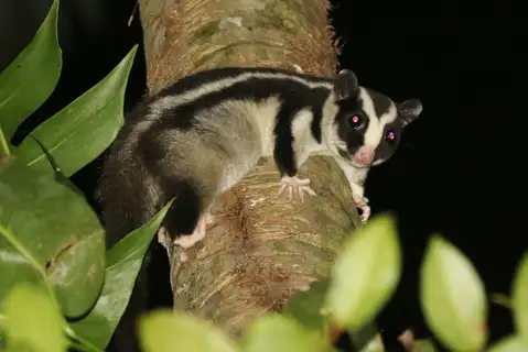 Striped Possum