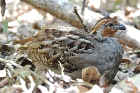 Singing Quail