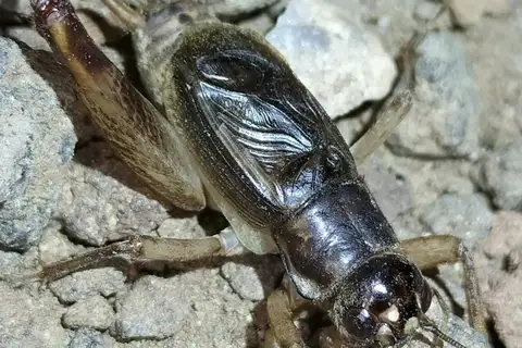 Daintree Spraddler