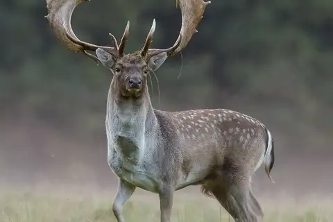 European Fallow Deer