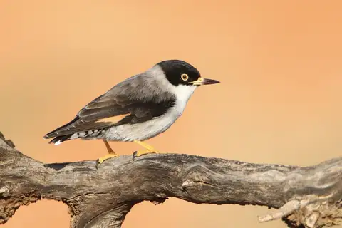 Varied Sittella