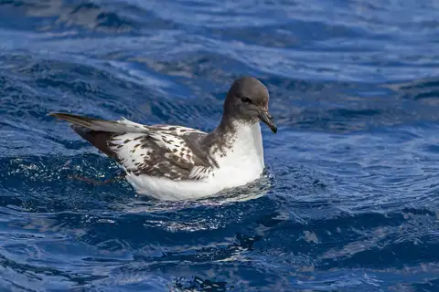 Pintado Petrel