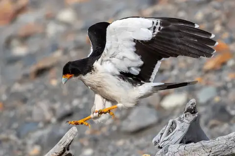 White-throated Caracara