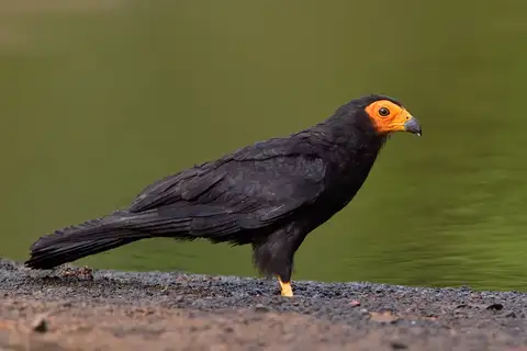 Black Caracara