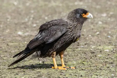 Striated Caracara