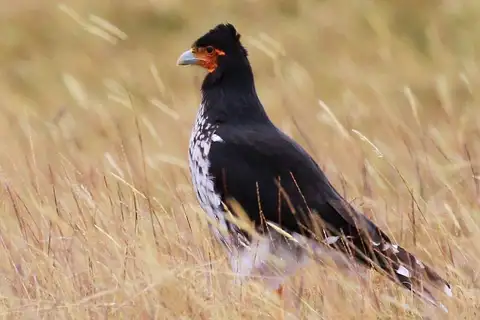 Carunculated Caracara