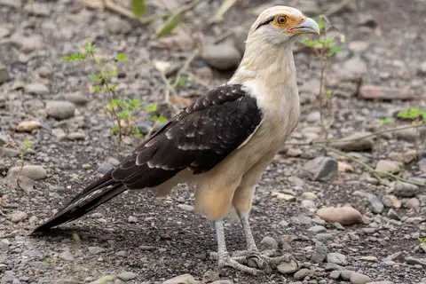Yellow-headed Caracara