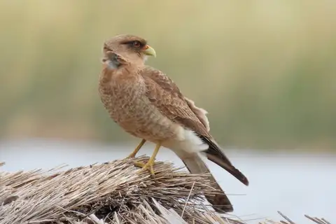 Chimango Caracara
