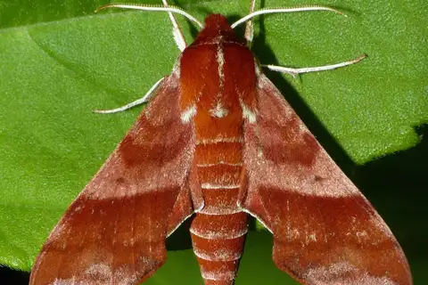 Azalea Sphinx