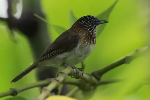 Mindanao Pygmy Babbler