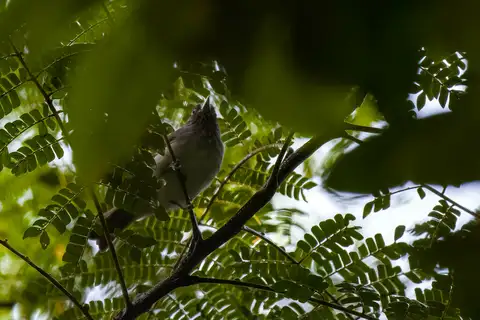 Visayan Pygmy Babbler