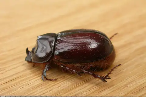 Dasygnathus trituberculatus