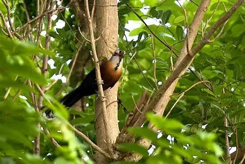 Scale-feathered Malkoha