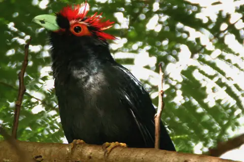 Rough-crested Malkoha