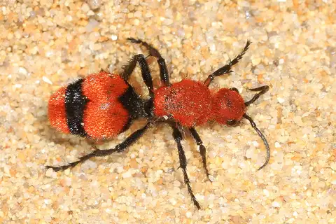Common Eastern Velvet Ant