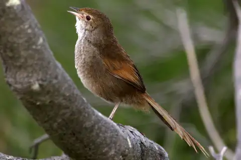 Eastern Bristlebird