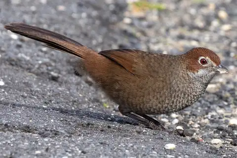 Rufous Bristlebird