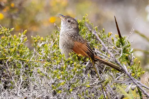 Western Bristlebird