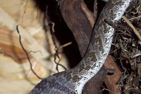 Egg-eating Snake
