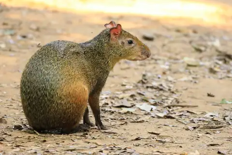 Azara's Agouti