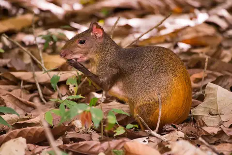 Red-rumped Agouti