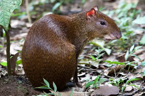 Central American Agouti