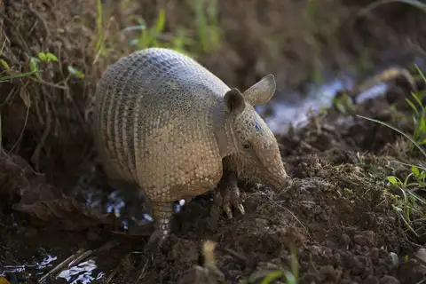 West Andean Long-nosed Armadillo