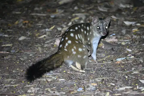 Western Quoll