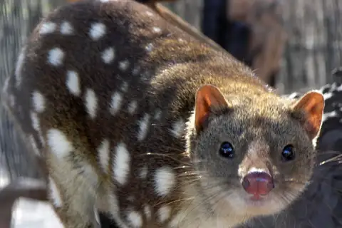 Spotted-tailed Quoll