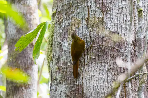 Whistling Long-tailed Woodcreeper