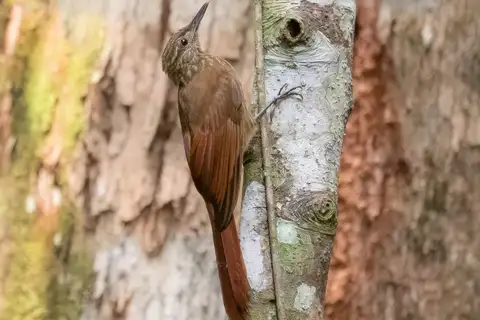 Mournful Long-tailed Woodcreeper